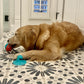 Treat Dispensing Dog Pull Toy